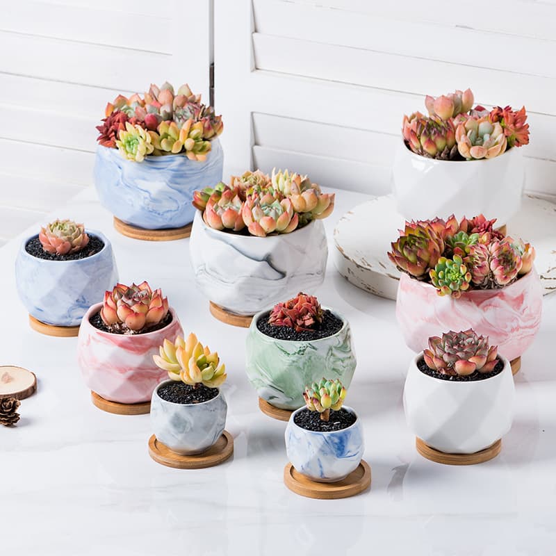 ガーデニング 大理石風多肉植物プランター